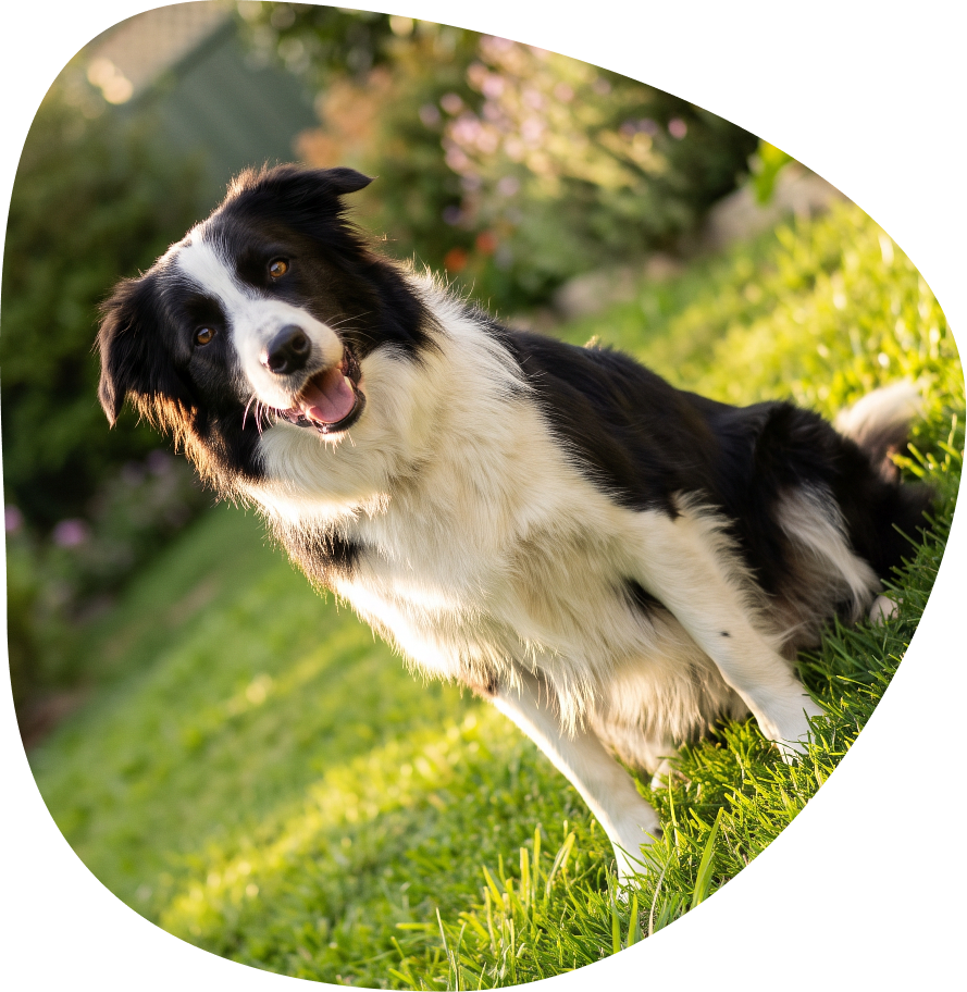A black-and-white border collie sitting on a sunny garden lawn