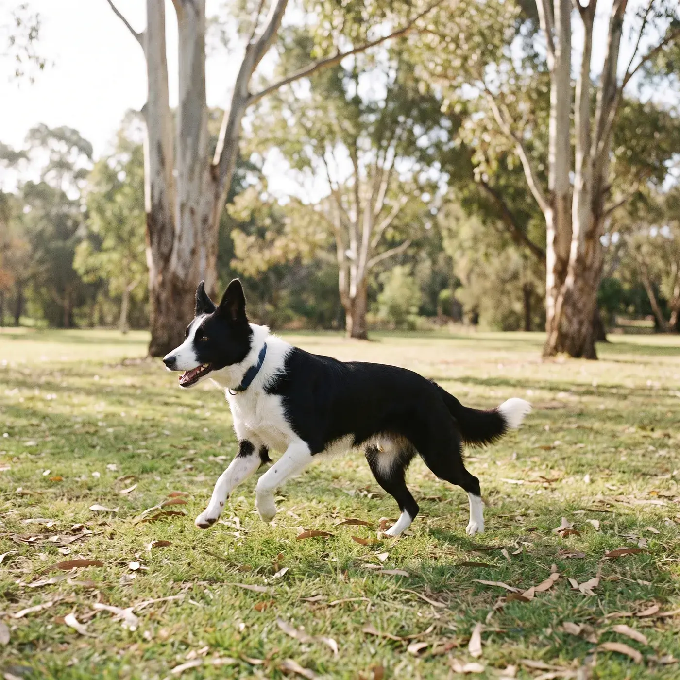 A border collie running across a grassy park with tall gum trees