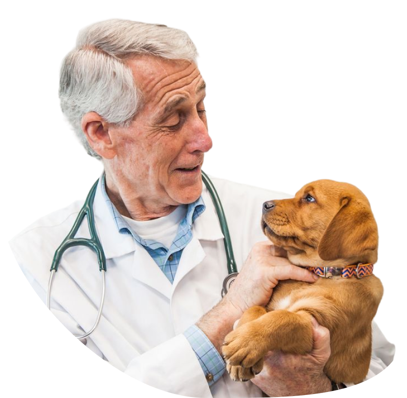 Senior vet in a white coat holding a puppy