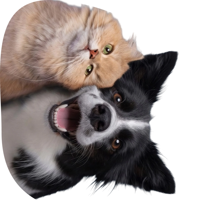A fluffy cat and a black-and-white dog side by side
