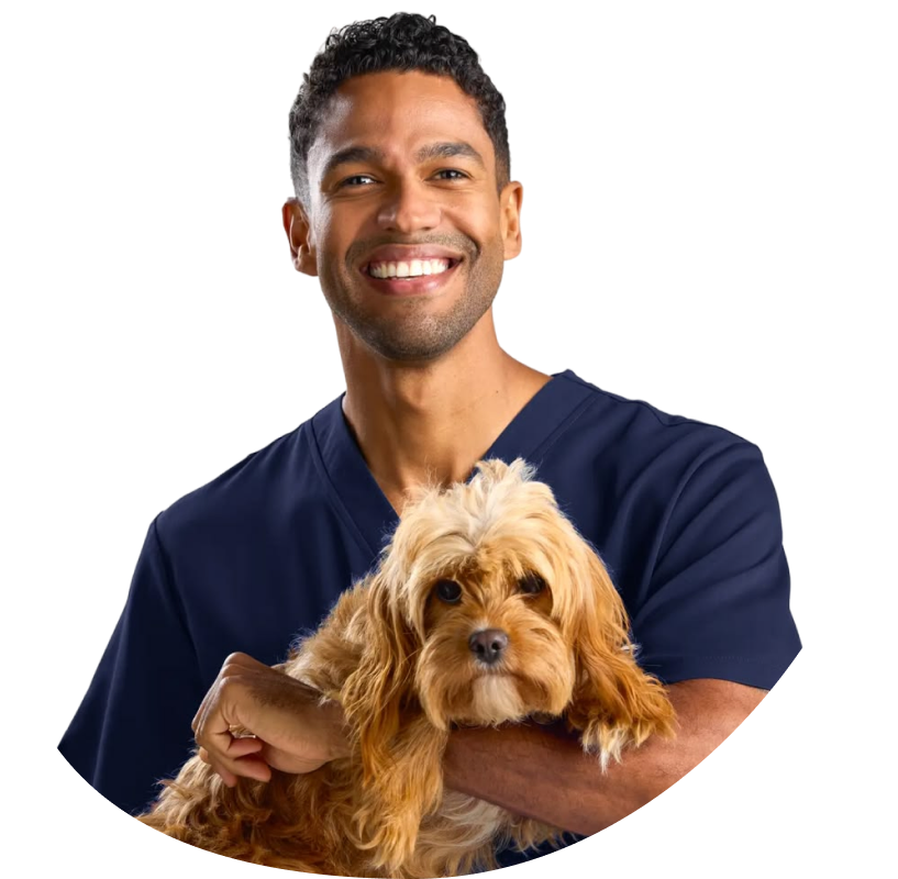 Vet in navy scrubs holding a small curly-coated dog
