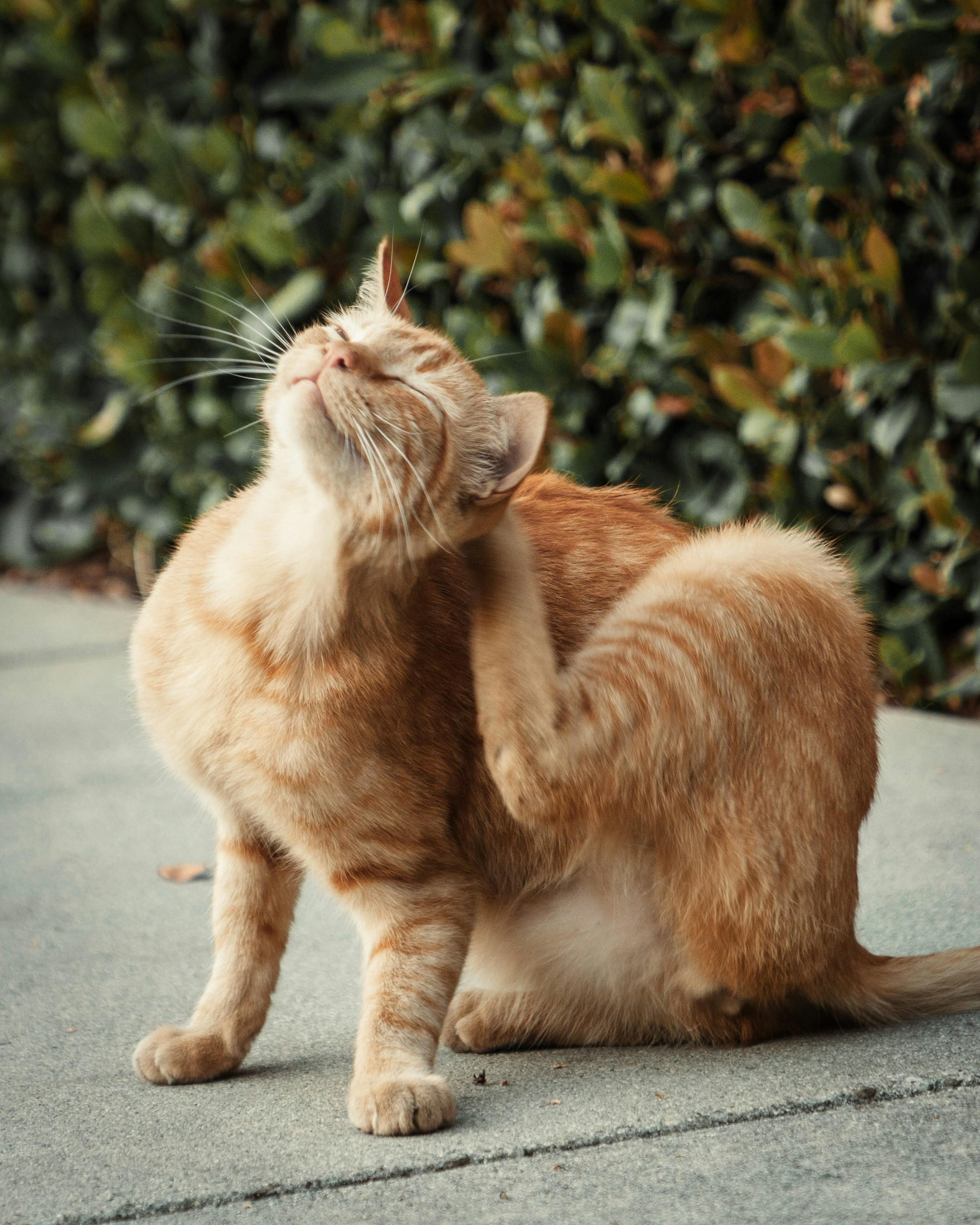Ginger cat scratching behind its ear with a hind paw