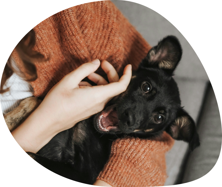 Owner cuddling a small black dog