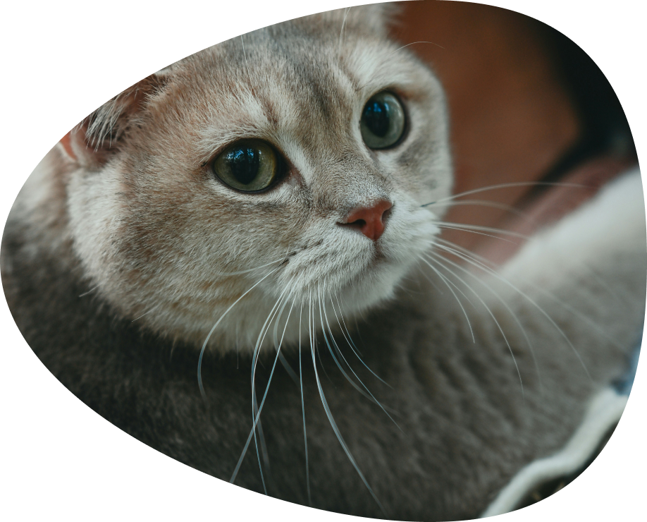 A grey cat looking up attentively