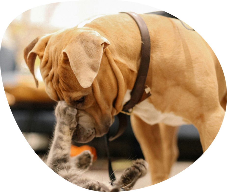 A dog playing gently with a kitten