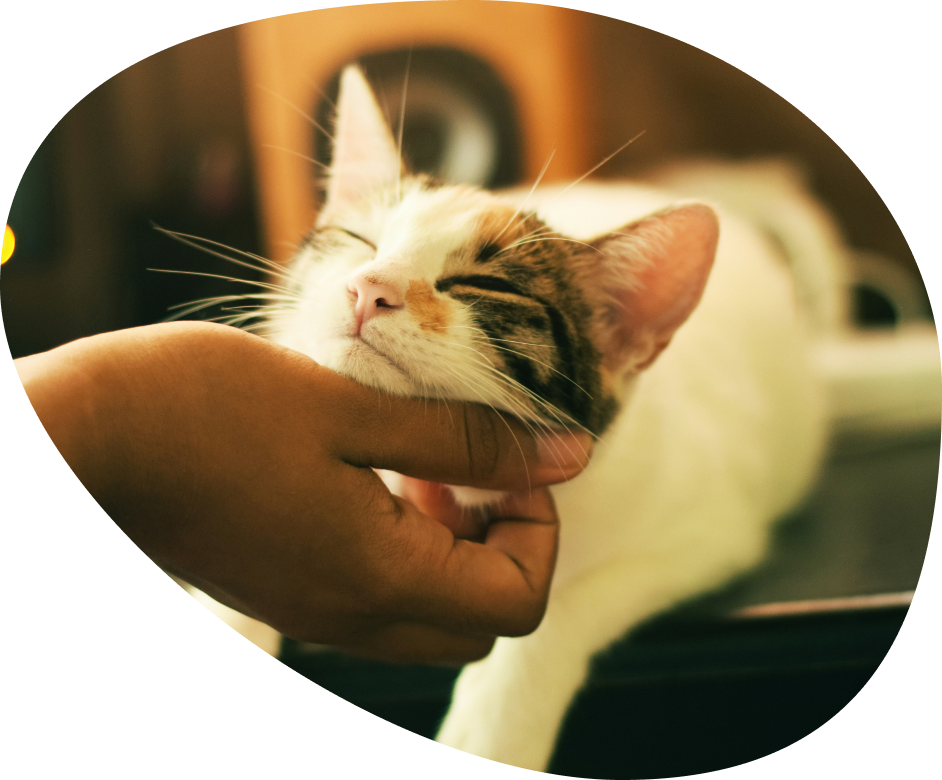 A hand scratching a contented cat under the chin
