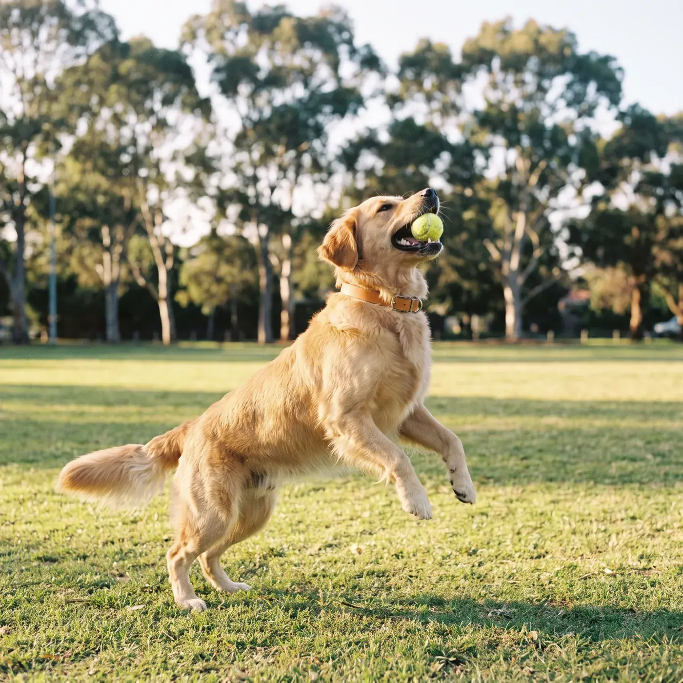 A golden retriever leaping for a tennis ball on a grassy oval