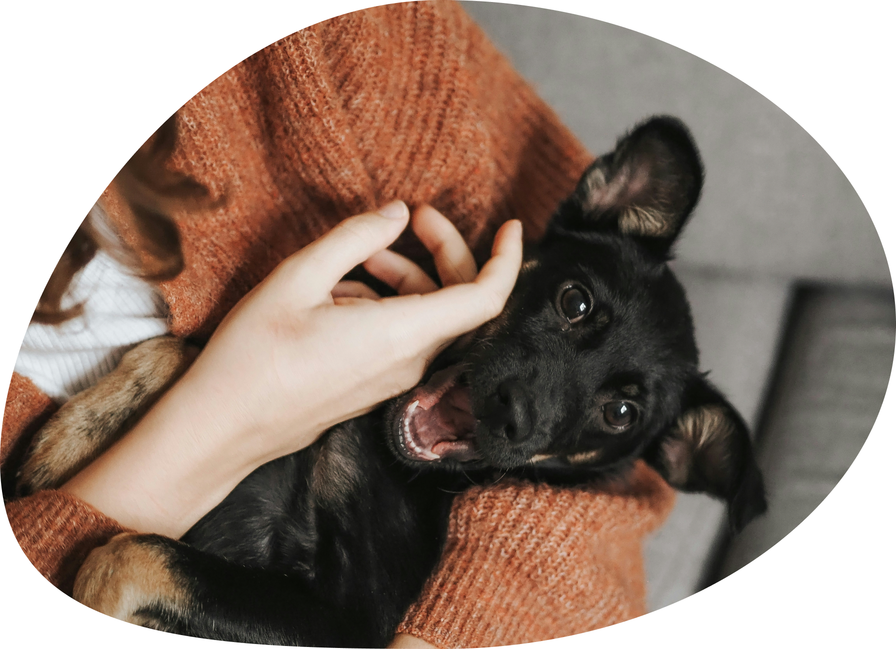 A small black dog being cuddled by its owner