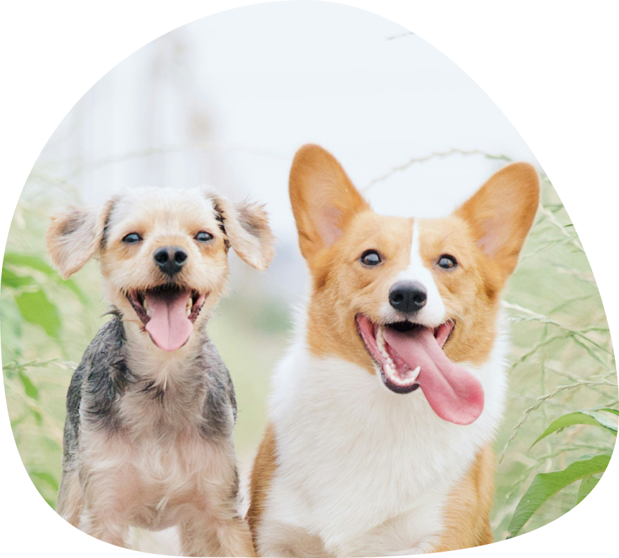 Two happy small dogs sitting in long grass