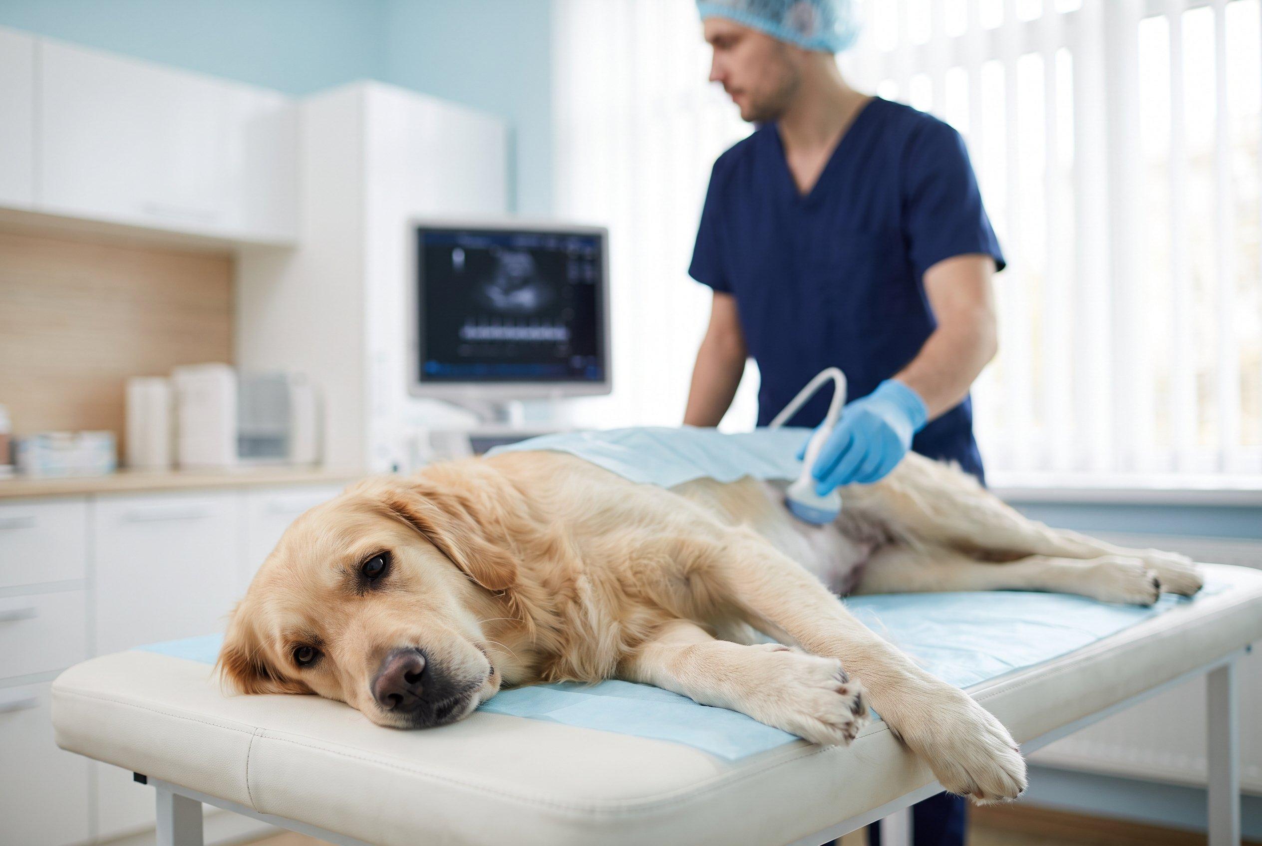 Vet performing an ultrasound on a golden retriever lying on an exam table