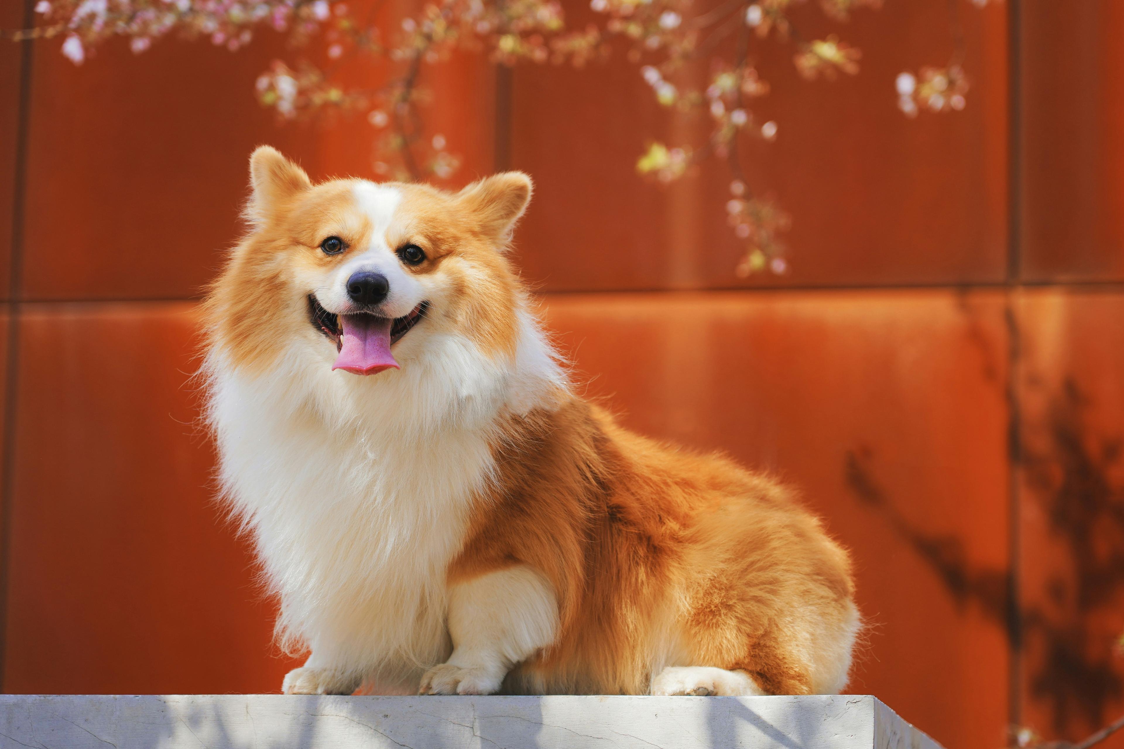 Smiling ginger-and-white dog in front of a rust-red wall