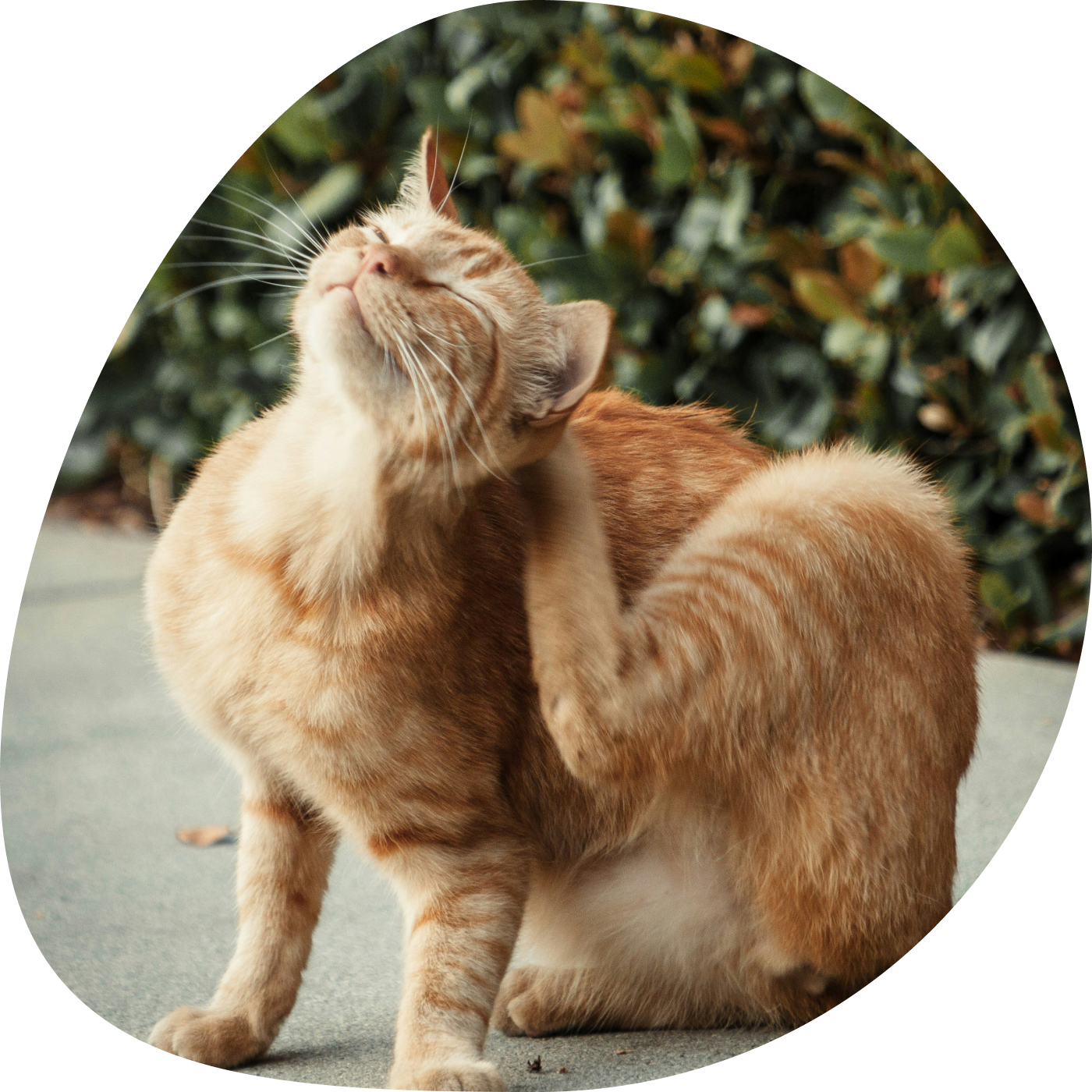 Ginger cat scratching behind its ear