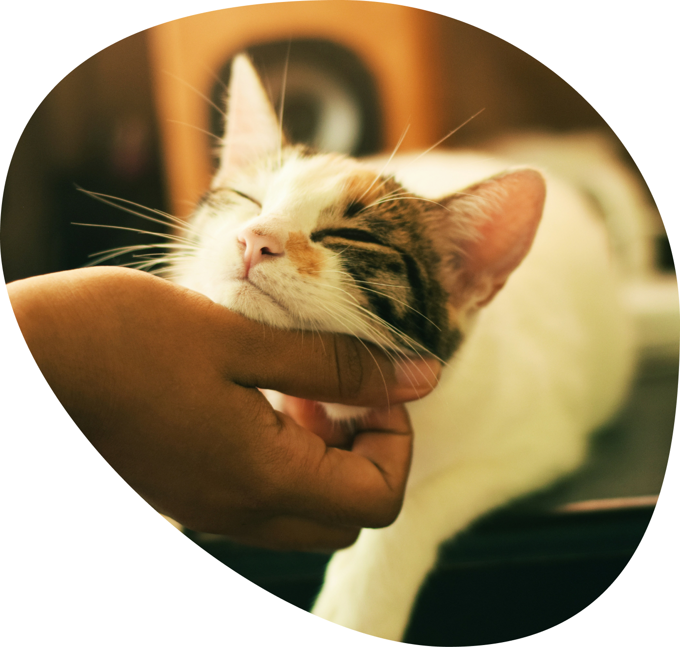 Hand scratching a contented calico cat under the chin