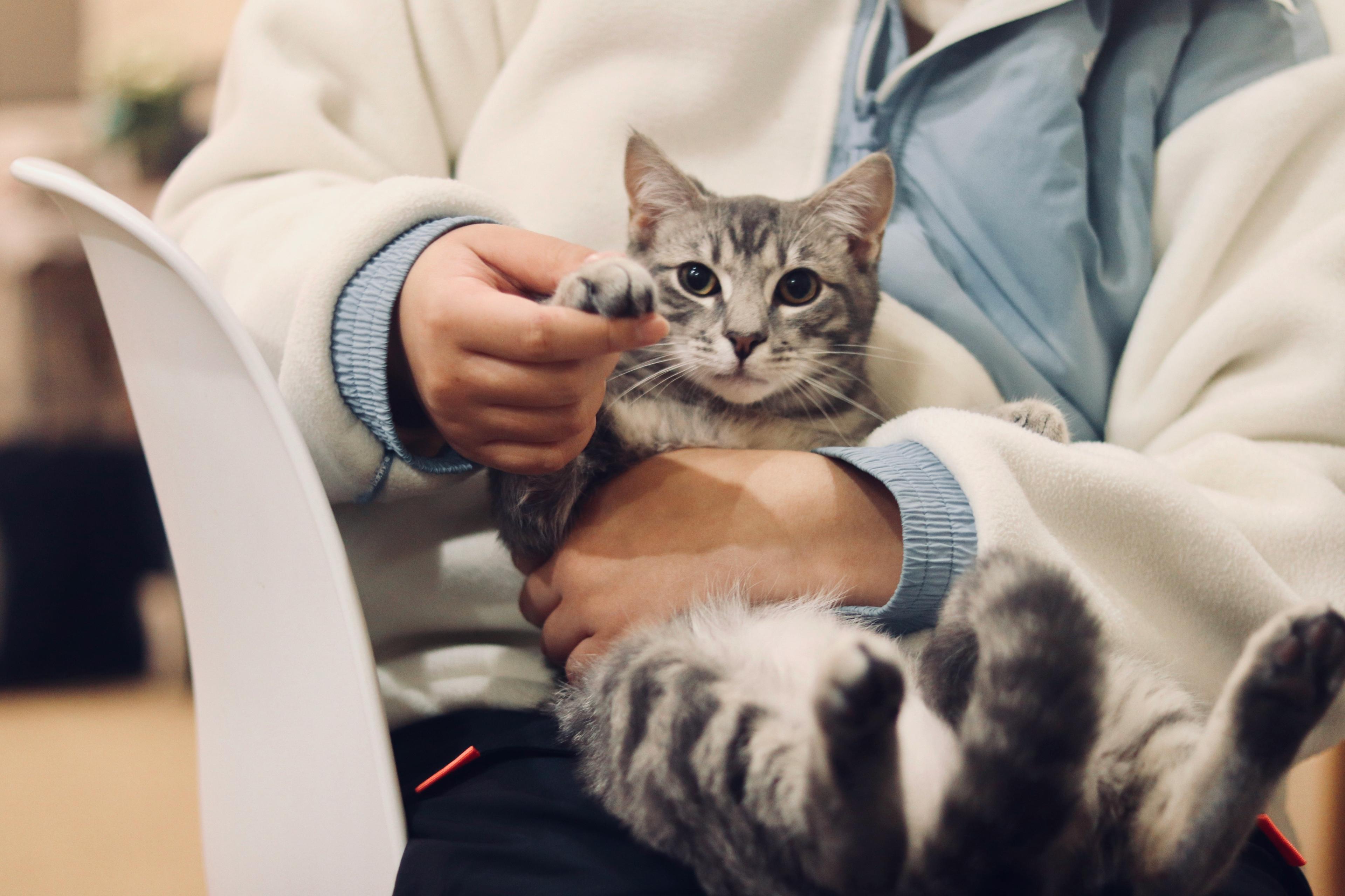 Tabby cat resting in its owner's arms