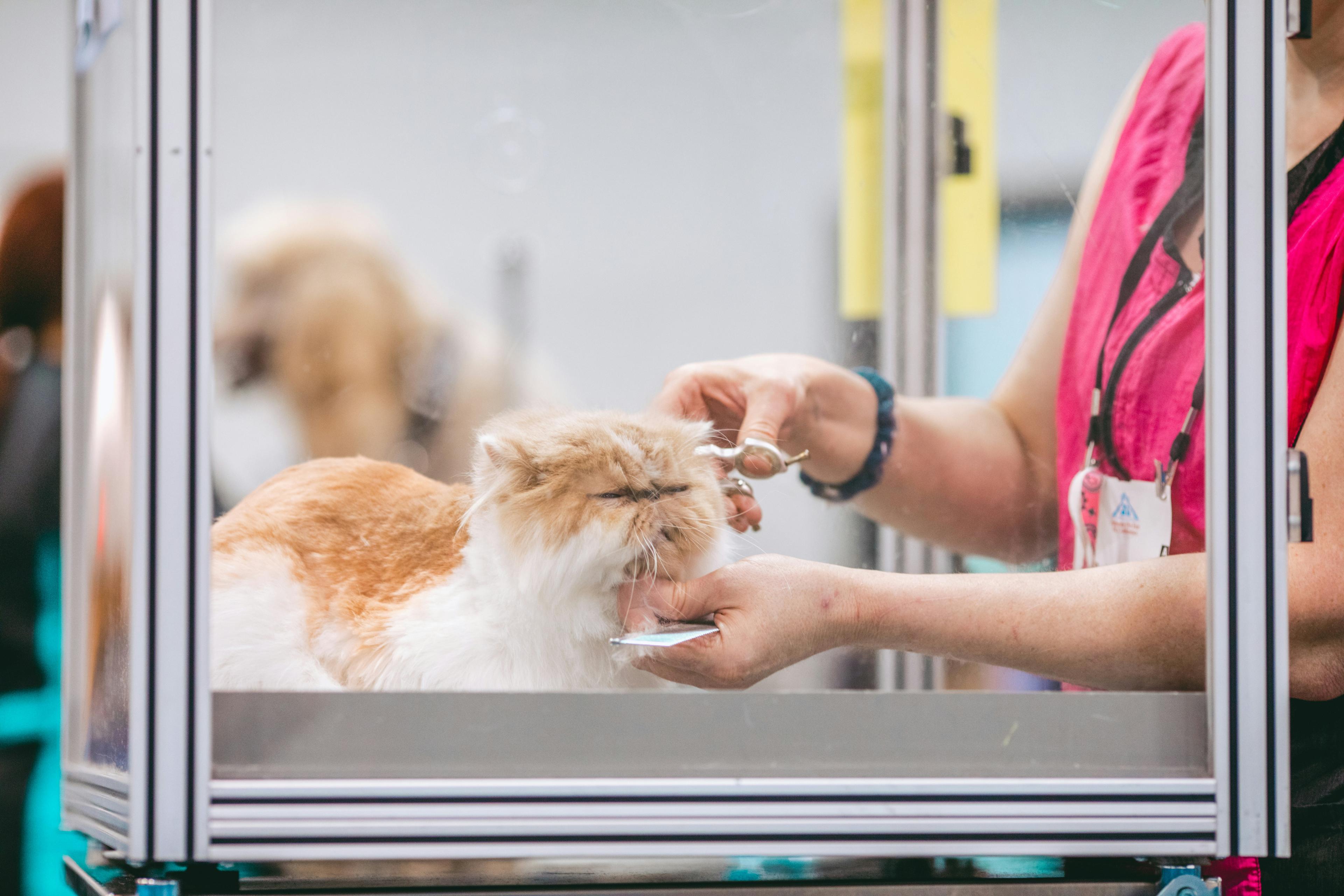 Vet nurse caring for a fluffy cat in a recovery cage