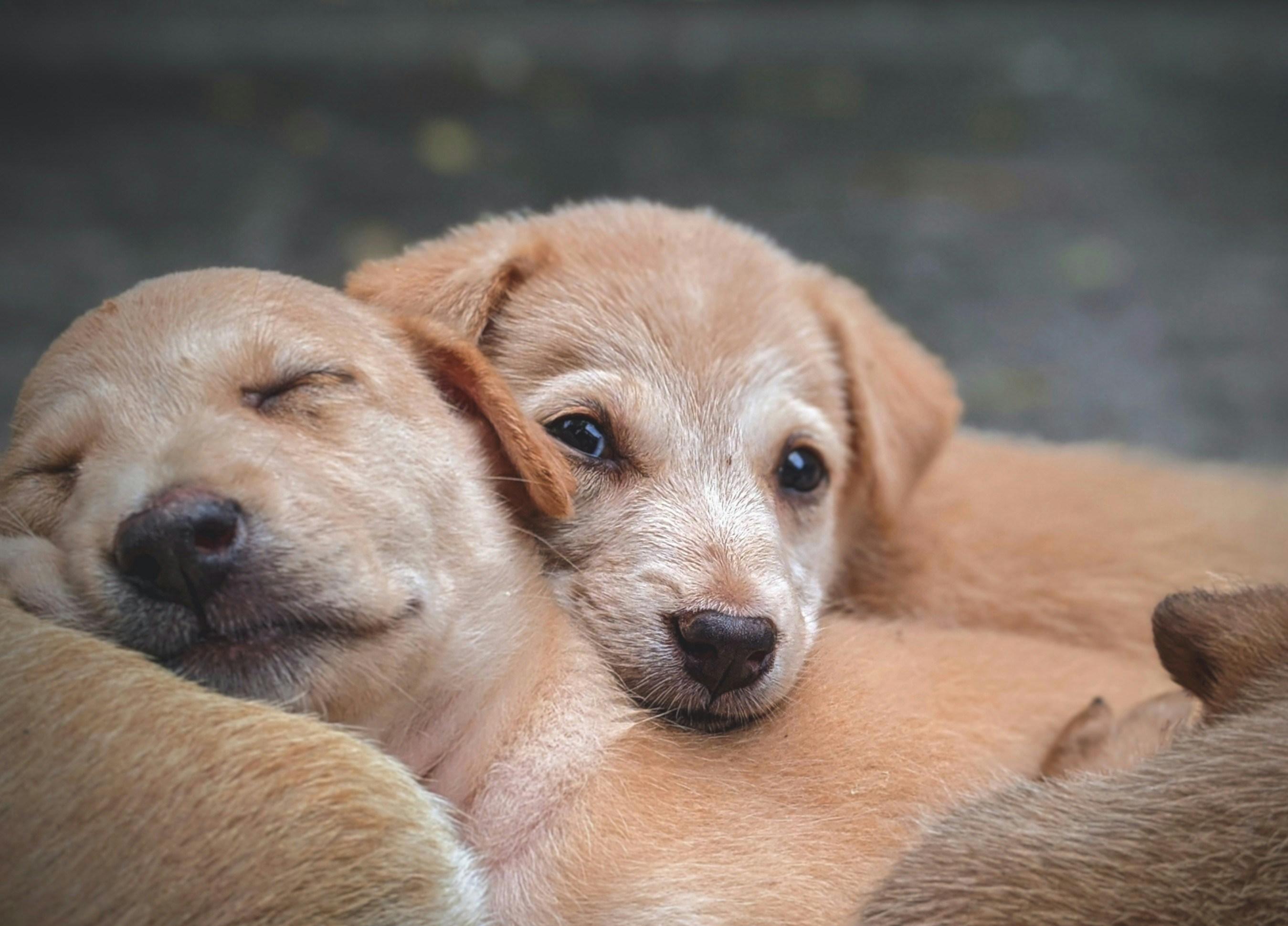 Two sleepy golden puppies snuggled together