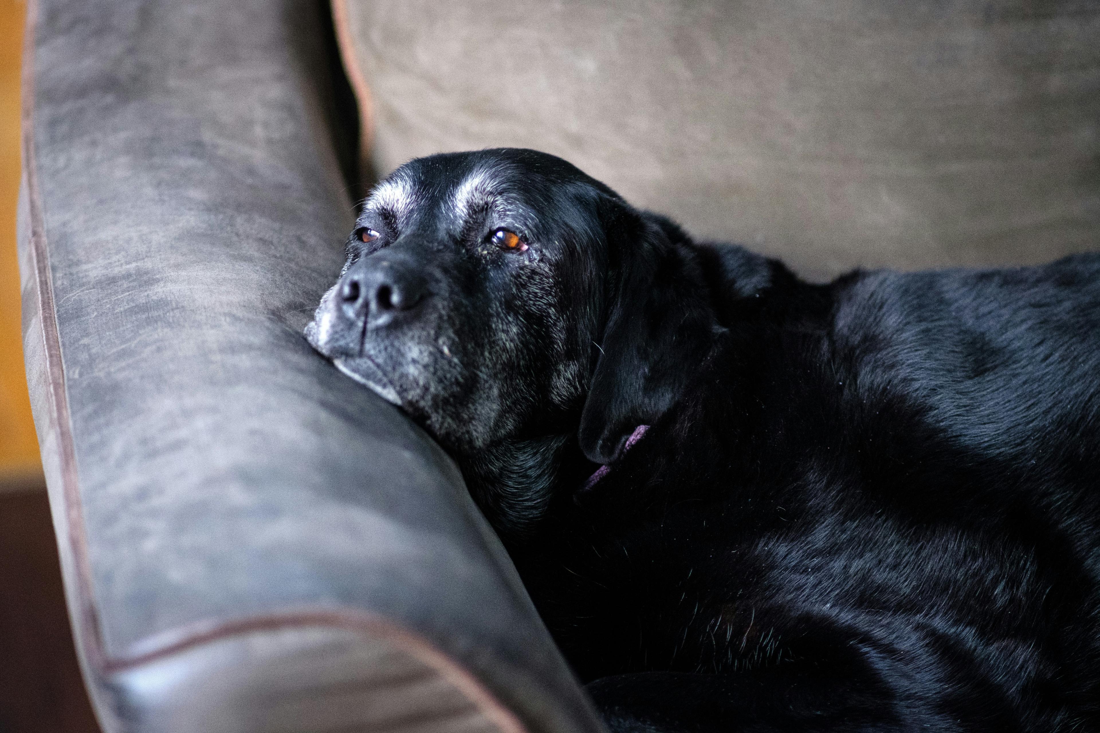 Grey-muzzled black Labrador resting on a sofa