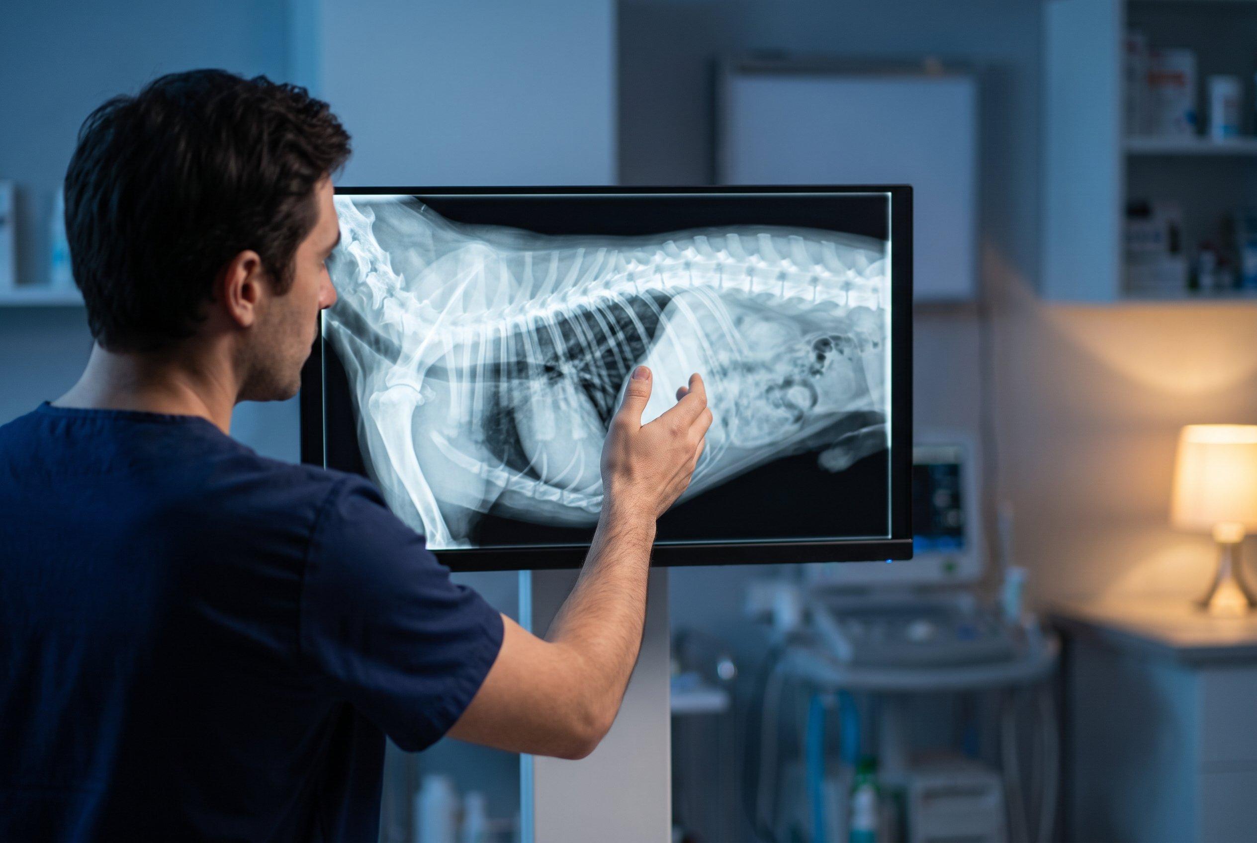 Vet pointing at a dog's chest X-ray on a screen