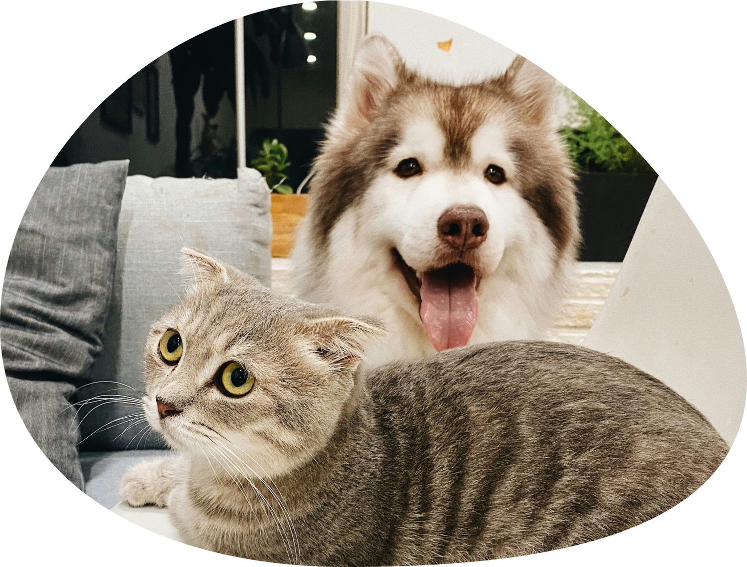 Fluffy husky and a grey Scottish Fold cat relaxing together on a sofa